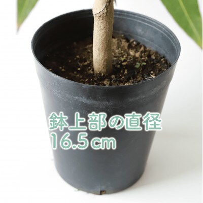【観葉植物】アップルマンゴー苗木60cm～80cm(アーウィン種)3～4年生苗(025-1362)