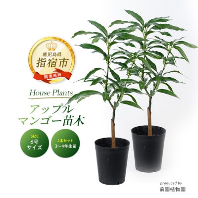 【観葉植物】アップルマンゴー苗木2本セット 6号ポット(055-1361)