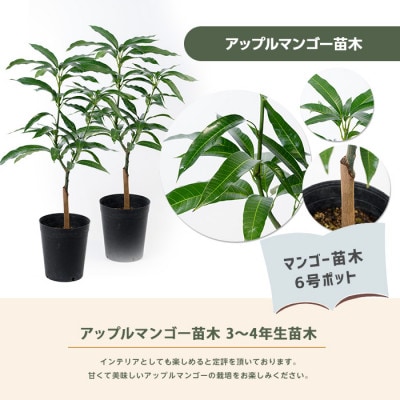 【観葉植物】アップルマンゴー苗木2本セット 6号ポット(055-1361)