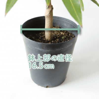 観葉植物】アップルマンゴー苗木2本セット 6号鉢(045-1361) | 鹿児島県 