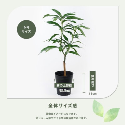 【観葉植物】アップルマンゴー苗木2本セット 6号ポット(055-1361)