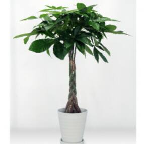 かまぼこ 練り製品 花 観葉植物のお礼品 返礼品一覧 ふるさと納税サイト さとふる かまぼこ 練り製品 花 観葉植物のお礼品 返礼品一覧 ふるさと納税サイト さとふる