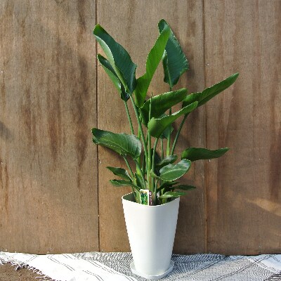 観葉植物 オーガスタ 8号鉢 緑の中道 C 085 お礼品詳細 ふるさと納税なら さとふる