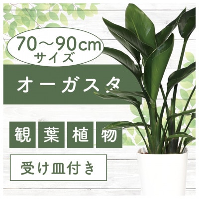 【観葉植物】オーガスタ70cm～90cm(025-1993)