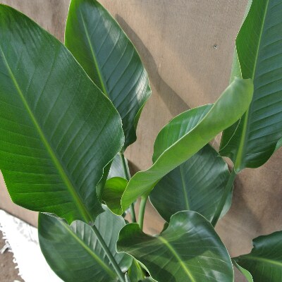 【観葉植物】オーガスタ8号(024-096)