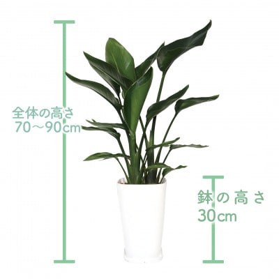 【観葉植物】オーガスタ70cm～90cm(025-1993)