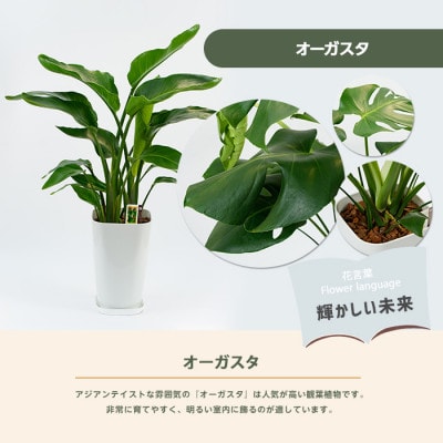 【観葉植物】オーガスタ70cm～90cm(025-1993)
