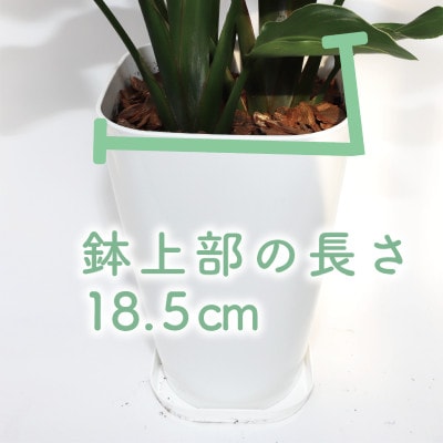 【観葉植物】オーガスタ70cm～90cm(025-1993)