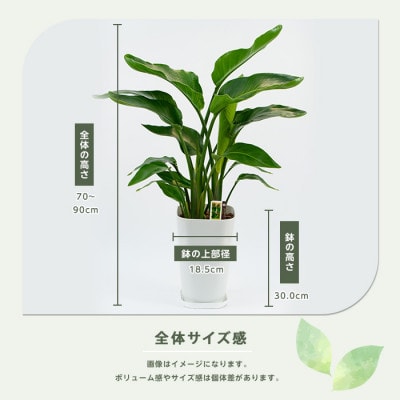 【観葉植物】オーガスタ70cm～90cm(025-1993)