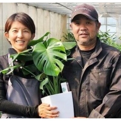 【観葉植物】オーガスタ8号(024-096)