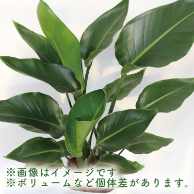 【観葉植物】オーガスタ70cm～90cm(025-1993)