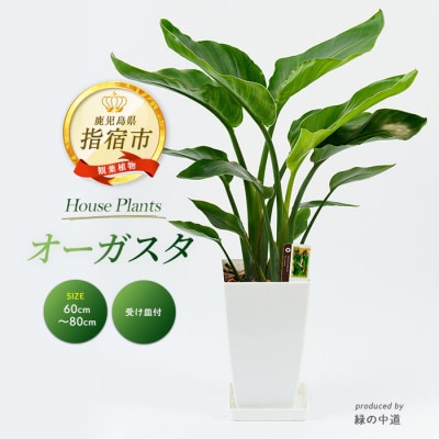 【観葉植物】オーガスタ60cm～80cm(IB067-003)