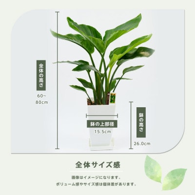 【観葉植物】オーガスタ60cm～80cm(IB067-003)