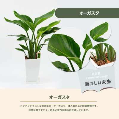 【観葉植物】オーガスタ60cm～80cm(IB067-003)