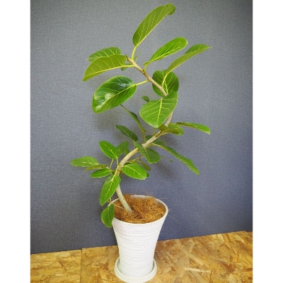観葉植物】S字曲げフィカス・ベンガレンシス8号鉢(021-1356)の 観葉植物】S字曲げフィカス・ベンガレンシス8号鉢(021-1356)の