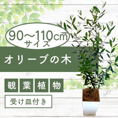 観葉植物】オリーブの木90cm～110cm(027-1386) | 鹿児島県指宿市