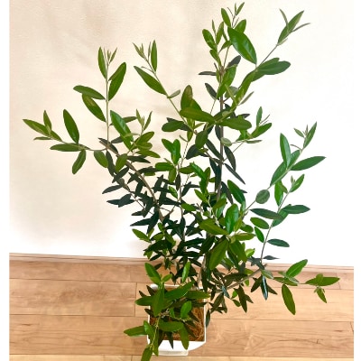 観葉植物 オリーブの木 8号鉢 Green Base C 124 お礼品詳細 ふるさと納税なら さとふる