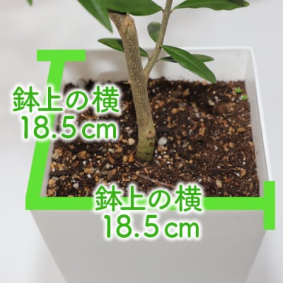 【観葉植物】オリーブの木90cm～110cm(027-1386)