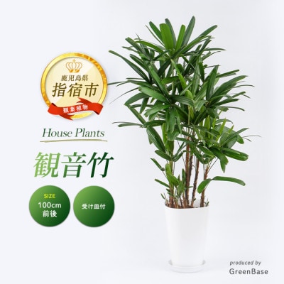 【観葉植物】 観音竹 8号鉢 (035-1502)