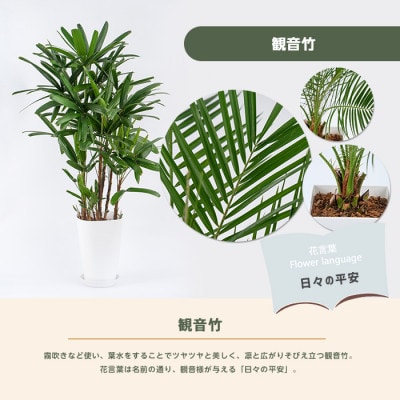 【観葉植物】 観音竹 8号鉢 (035-1502)