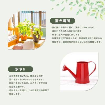 【観葉植物】 観音竹 8号鉢 (035-1502)