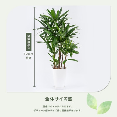 【観葉植物】 観音竹 8号鉢 (035-1502)