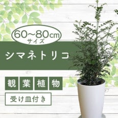 【観葉植物】シマトネリコ 60cm～80cm (014-1416)