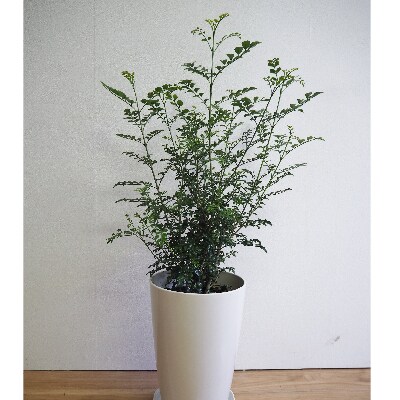 観葉植物 シマトネリコ 7号鉢 弓指園芸 T 042 お礼品詳細 ふるさと納税なら さとふる