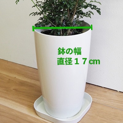 【観葉植物】シマトネリコ 60cm～80cm (014-1416)
