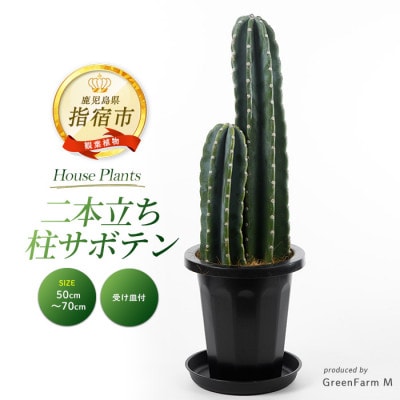 【観葉植物】二本立ち柱サボテン50cm~70cm(021-1511)