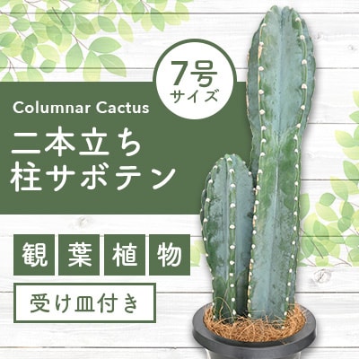 観葉植物 二本立ち 柱サボテン7号鉢 Green Farm M C 112 お礼品詳細 ふるさと納税なら さとふる