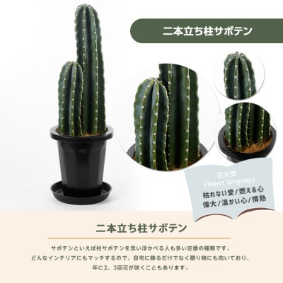 【観葉植物】二本立ち柱サボテン50cm～70cm(021-1511)
