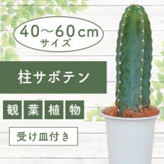 【観葉植物】柱サボテン6号鉢(016-1509)