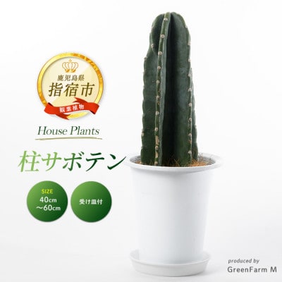 【観葉植物】柱サボテン40cm～60cm(016-1509)