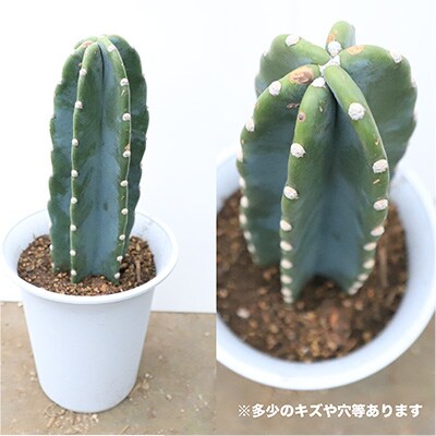 観葉植物 柱サボテン6号鉢 Green Farm M A 234 お礼品詳細 ふるさと納税なら さとふる
