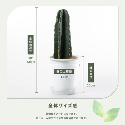 【観葉植物】柱サボテン40cm～60cm(016-1509)