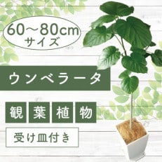 5月下旬～発送【観葉植物】ウンベラータ60cm～80cm(014-1370)