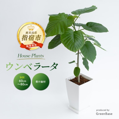 【観葉植物】ウンベラータ60cm～80cm(IB003-040)