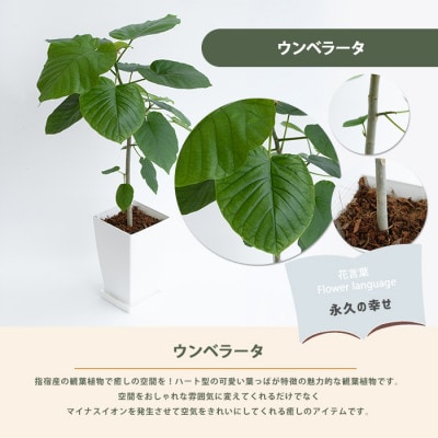 【観葉植物】ウンベラータ60cm～80cm(IB003-040)