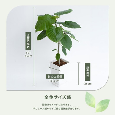【観葉植物】ウンベラータ60cm～80cm(IB003-040)