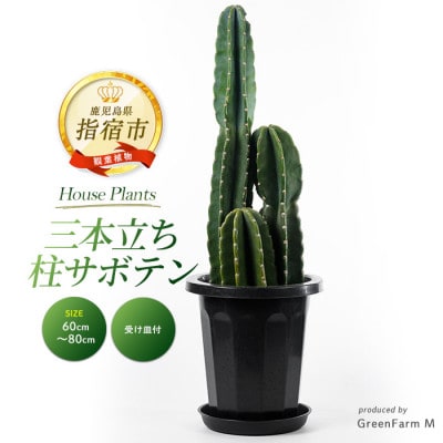 【観葉植物】三本立ち柱サボテン60cm～80cm(027-1507)
