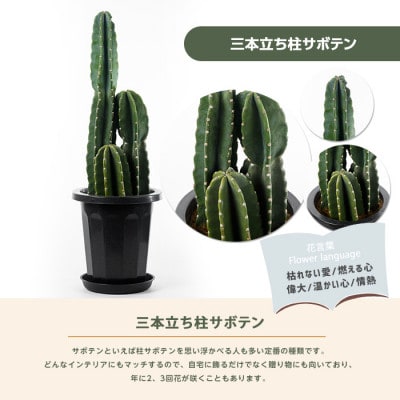 【観葉植物】三本立ち柱サボテン60cm～80cm(027-1507)