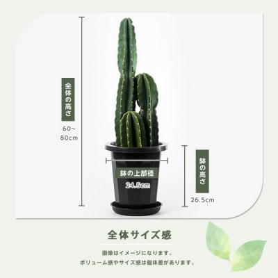 【観葉植物】三本立ち柱サボテン60cm～80cm(027-1507)