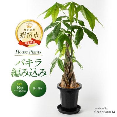【観葉植物】パキラ編み込み80cm～100cm(018-1447)
