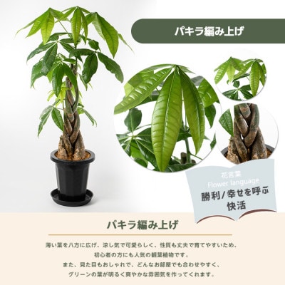 【観葉植物】パキラ編み込み80cm～100cm(018-1447)