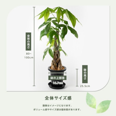 【観葉植物】パキラ編み込み80cm～100cm(018-1447)