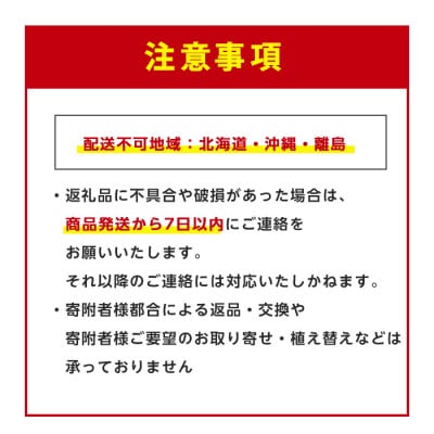 【観葉植物】パキラ編み込み80cm～100cm(018-1447)