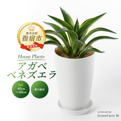 【観葉植物】アガベ ベネズエラ黄40cm～60cm(016-1357)