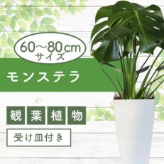 [観葉植物]モンステラ60cm〜80cm(014-1485)