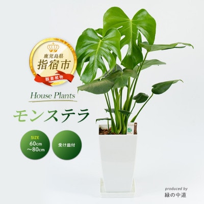 【観葉植物】モンステラ60cm～80cm(014-1485)